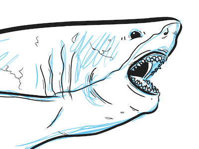 Shark in progress