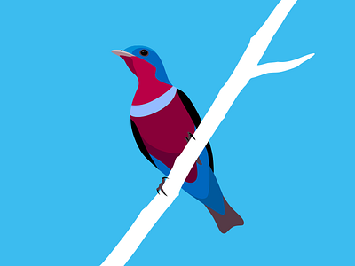 Banded Cotinga