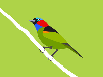 Red-necked tanager animal art bird branch flat green illustration saira militar