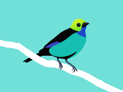 Paradise tanager