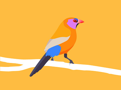 Violet-eared waxbill animal art bird blue branch flat illustration orange yellow