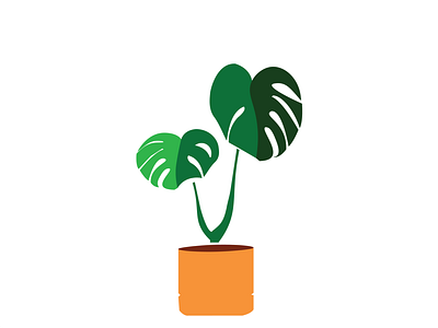 Monstera