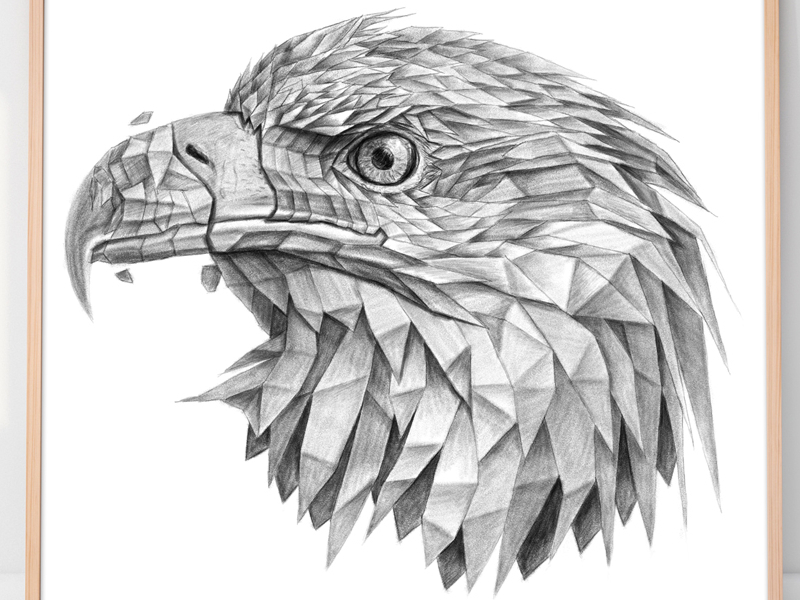 Eagle Sketch Images  Browse 18248 Stock Photos Vectors and Video   Adobe Stock