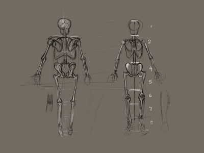 Drawing Anatomy