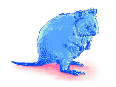 Quokka 1 animal australia australian blue cute digitalart drawing drawingart illustration illustration digital mammal marsupial perth pink quokka rottnest teal western australia