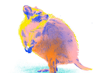 Quokka 2 animal australia australian blue cute digiart digital illustration digital painting digitalart illustration art illustration digital illustrations mammal orange pink quokka rottnest western australia yellow