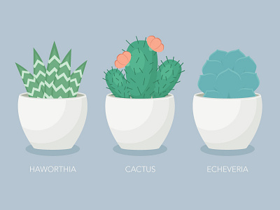 Succulent Session cactus flat illustration flower illustration plants succulent