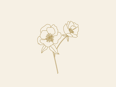 Poppy digital flower illustration poppy
