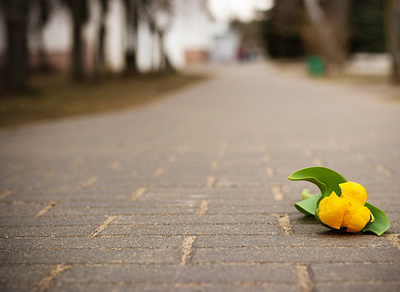 Solitude design flower loniness mood photography picture road sollitude tulip