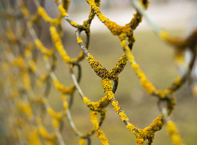 Overgrown fence design fence growth mood moss photography picture spring