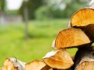 Wood design firewood green mood nature orange photography picture summer wood