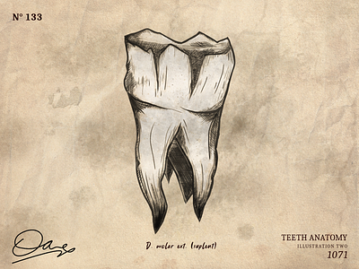 antique tooth illustration affinity antique art decoration design graphic design illustration interior teeth tooth vector