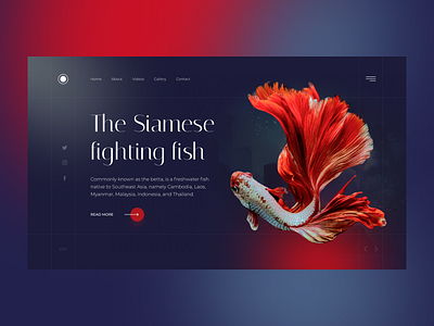 Site-library of unusual fish species concept concept design ui uiux ux web webdesign