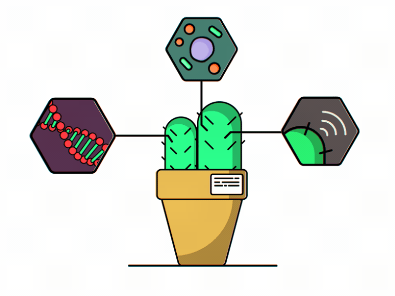 Cactus Infographics after effects animation cute flat gif illustrator infographics lines motion