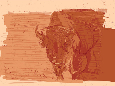 Bison