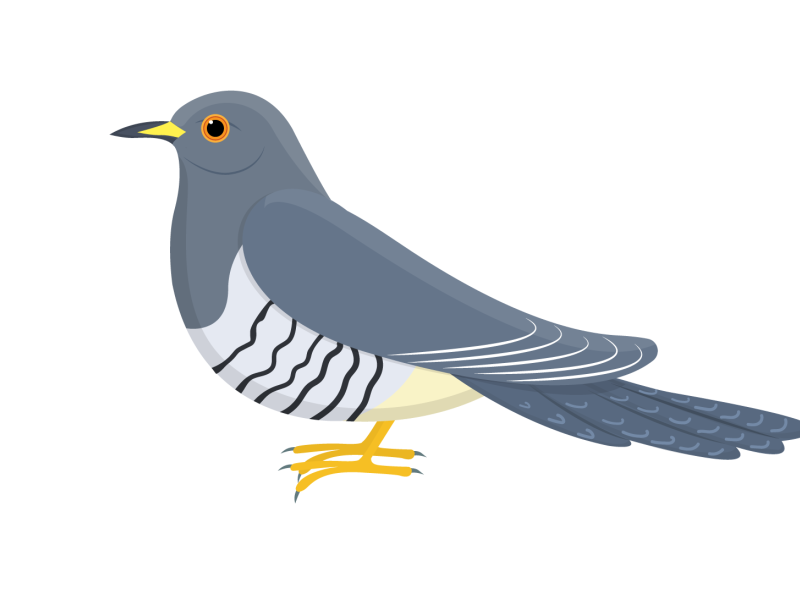 Cuckoo Bird by Apoorva Bapat Panchal on Dribbble