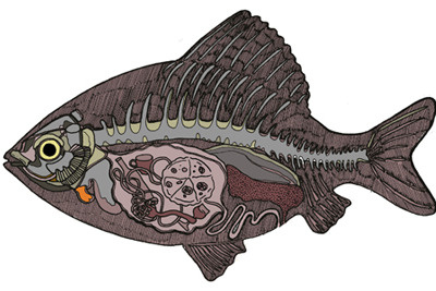 italian fish. fish funny illustration italian