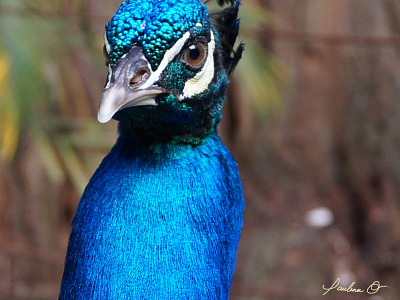 Blue bird photography