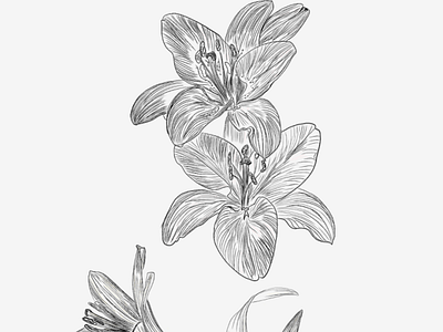 Lilys illustration vector