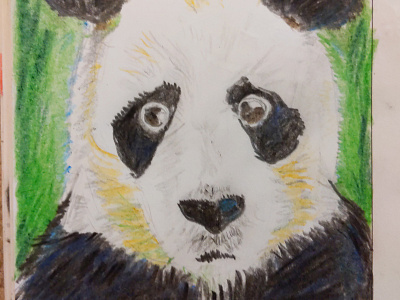 Panda alabama daily drawing illustration panda sketch