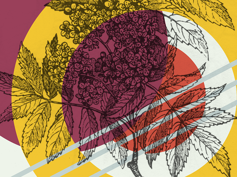 Day 41 of 100 wip design color botanical