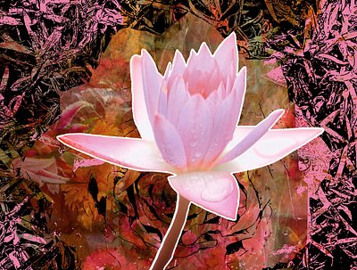 Air & Light flower photography pink vector vector art