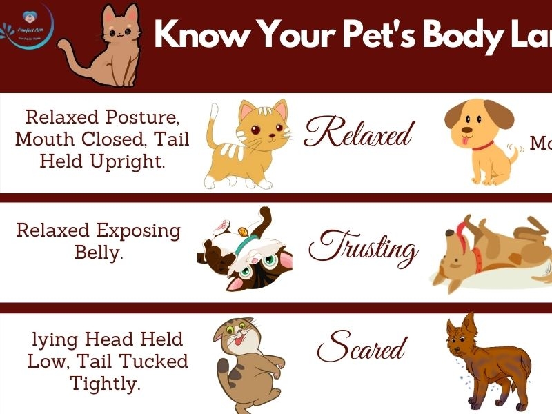 Understanding Pet's Body Language | Pawfect Asia By Pawfect Asia On ...