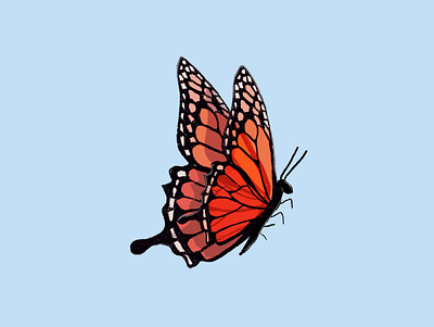 butterfly art illustration procreate