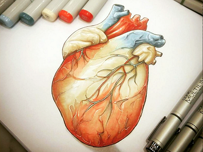 Art Anatomy 3d draw copic heart sketch