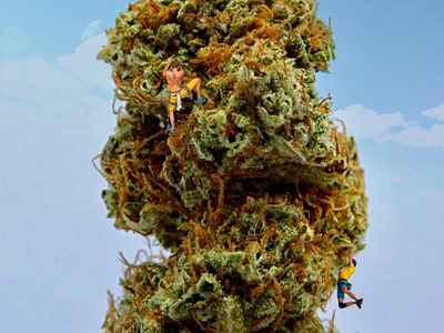 HIGH CLIMBERS creative design graphic design marijuana photoshop weed
