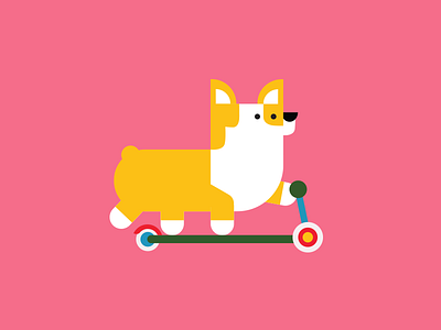Corgi on his little scooter