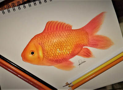 Golden Fish colors design designer student drawing graphic design illustration realistic draw