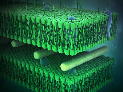 cell wall test render 3d biological cell medical