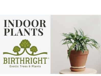Buy Aglaonema Indoor Plant - Birthright