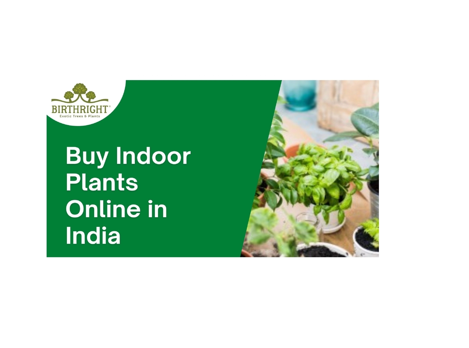 buy-indoor-plants-online-in-india-by-birthrightforall-on-dribbble