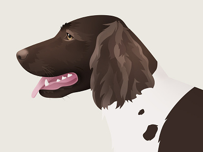 Wachtelhund animal dog hunting dog illustration illustrator photoshop vector