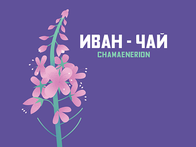 Chamaenerion (Fireweed) chamaenerion design fireweed flower graphic design illustration illustrator texture vector