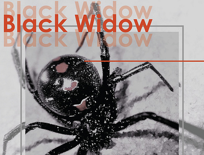 Black Widow adobeillustrator design graphic design posterdesign