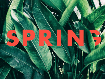 Spring Banner branding design typography