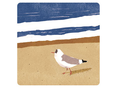 Brawler bird beach bird frame illustration sea