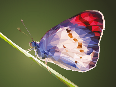 Colotis Danae butterfly design illustration lowpoly polygonal