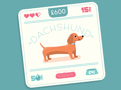 Dachshund