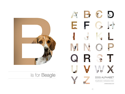 2nd Shot Dribbble alphabet breeds desin dogalphabet juno junobeagle typography