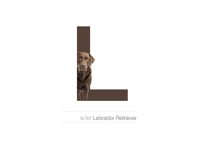 L - Labrador Retriever alphabet andreiclompos breed dog dogalphabet labrador letter