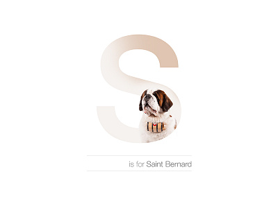 S - Saint Bernard andreiclompos breed dog dogalphabet letter s saint bernard suisse swiss switzerland