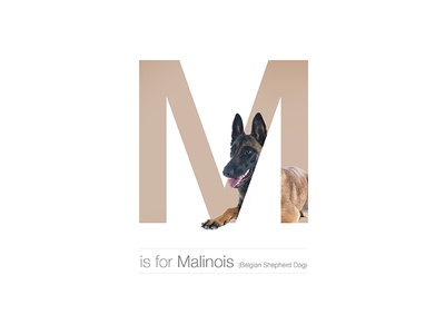 M - Malinois