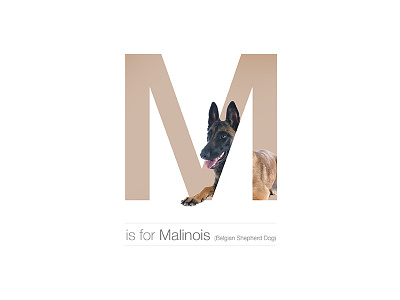 M - Malinois belgian breed dog dogalphabet letter malinois shepherd