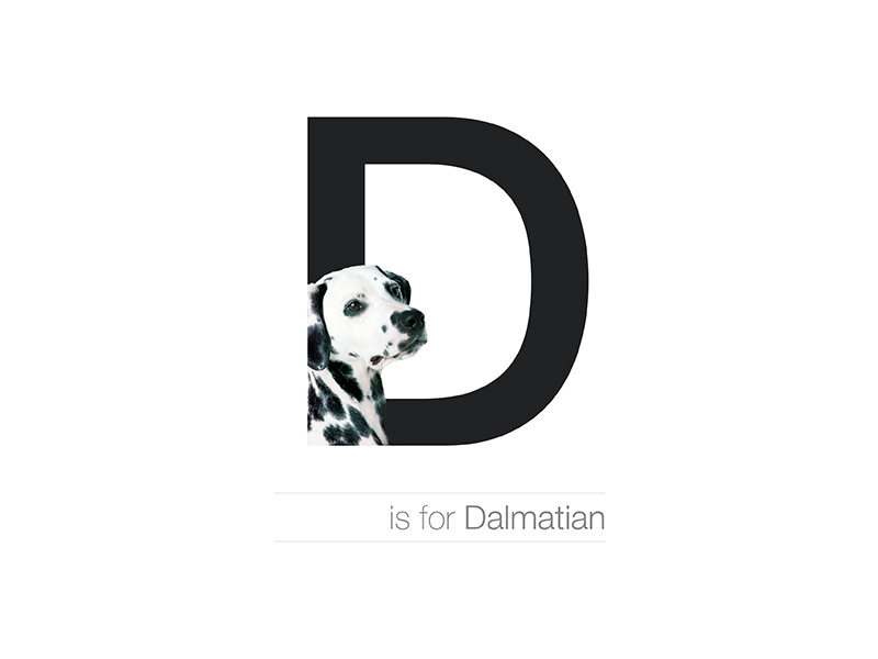 D - Dalmatian letter dogalphabet breed dog croatia dalmatian