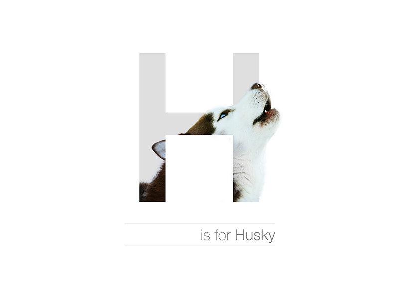 H - Husky dogalphabet alphabet letter breed dog husky