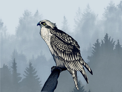 Osprey digitalart illustration osprey procreate